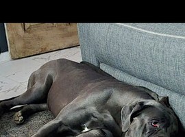 2 year old cane corso