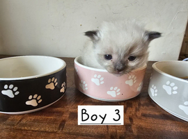 Beautiful Ragdoll Kitten only 1 left