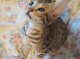 Tabby oriental