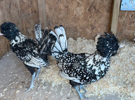 Pair of silver laced polish