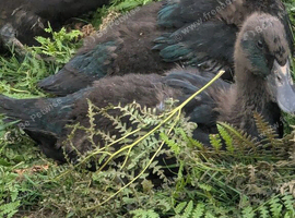 Ducklings