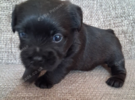 Patterdale cross border terrier