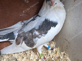 Mixed pigeon for sell