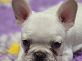 French bulldog