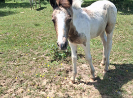 New Forest foals