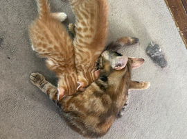 Savannah X kittens