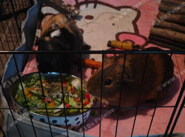 2 male guinea pigs