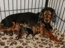 Puppys for sale