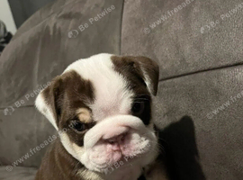 Gorgeous English Bulldog Puppies