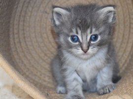 Ragdoll x domestic kittens