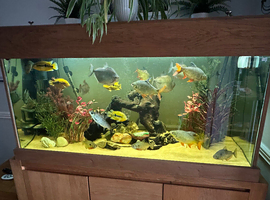 Large oak framed aquarium with oak cabinet base