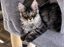 Tested SMA,PK,HCM,Only two left. Maine Coon Kittens