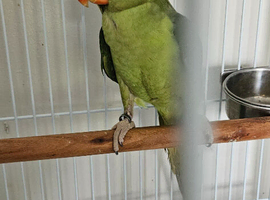 Green split blue alexandrine male