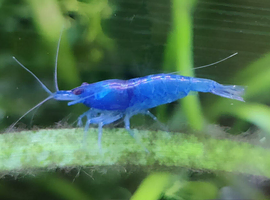 Neo-caridina shrimps pure bred high grades