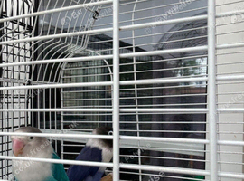 Love, Birds