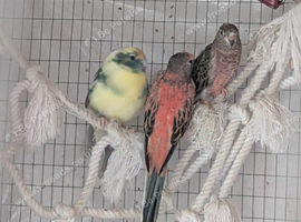 Three bonded birds seeking new perch