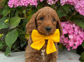 F1b Cockapoo Puppies Available