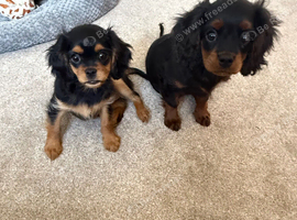2 King Charles cavalier cross cavapoo girls.