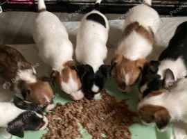 Parson russell x chihuahua