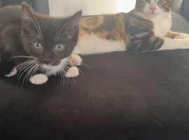 Cats