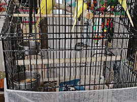 Budgies for sale - good to a new home