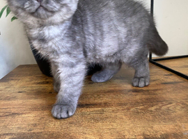 Scottish fold male and female
