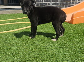 Lurcher pups girl