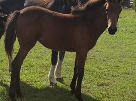 Miracle..Gorgeous English Warmblood X Filly.