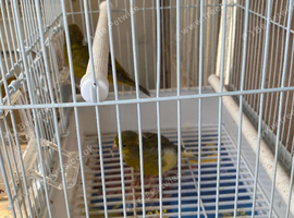2 unsexed canary&rsquo;s for new home