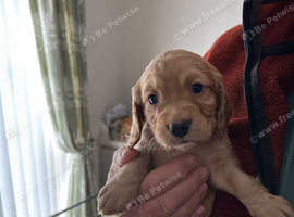 Cocker Spaniels