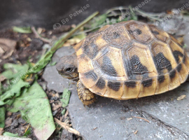 2016 Hatched Hermanns Tortoises For Sale