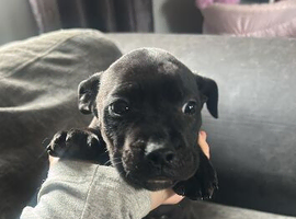 12 week came corso x pup