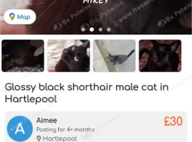 Beautiful natured cat needing new home