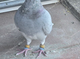 Free pigeons