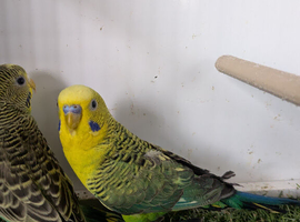 Budgies for sale