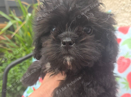 Gorgeous little black female puppy