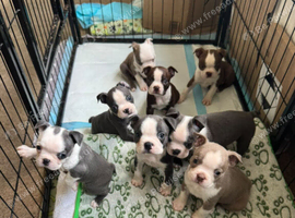 KC registered Boston Terrier puppies