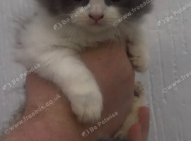 X3 British longhair kittens for sale