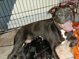 Staffyx cane corso puppies