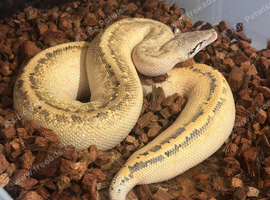 Wanted blood pythons x lilly white crested geckos x sunglow boa constrictor