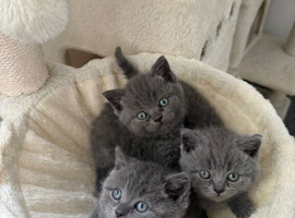kittens for sale