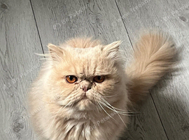 Perian Cat