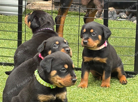 ROTTWEILER PUPPIES