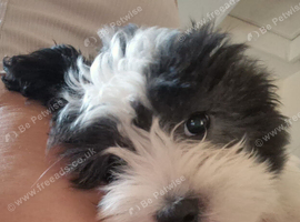 last boy maltipoo