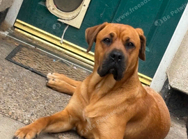 1 year old male boxer x lab needing new home