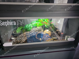 Female gecko set up