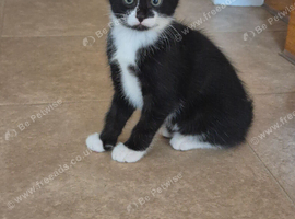 1 male kitten looking for new home