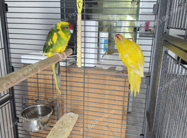 Kakriki breeding pair with 1 baby