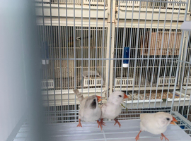 Zebra finches
