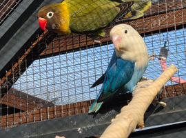 8 love birds